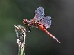 Tramea loewii male-2975